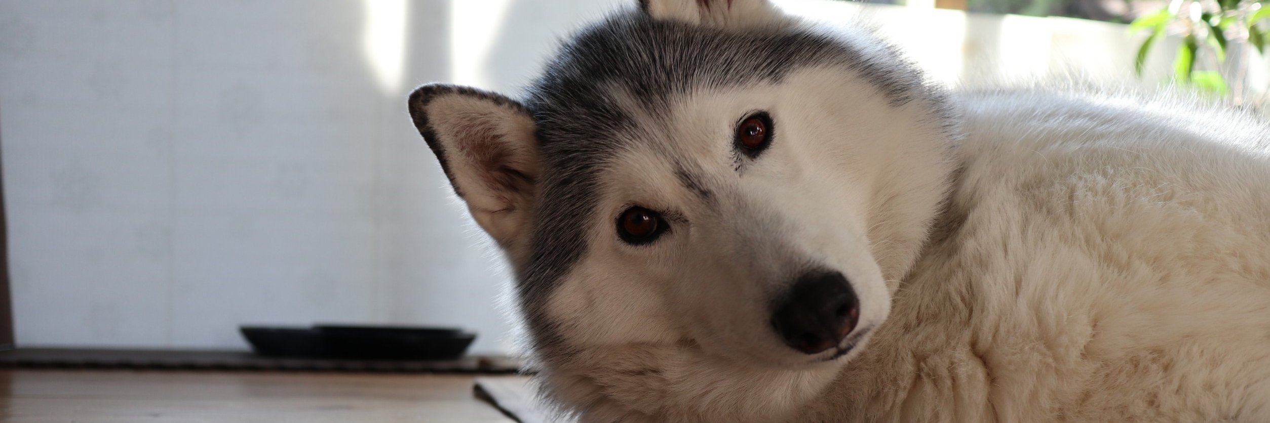 JAMOOMIN1's profile banner image