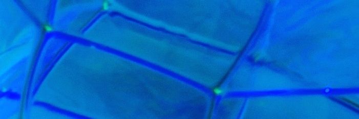 dropbearpaul banner