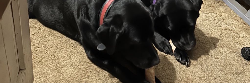 BindiJoyMaisy's profile banner image