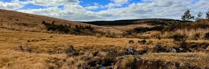 GAMPE NKOSIIE banner