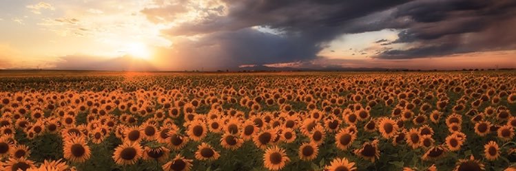 Sunshine 🌻 banner