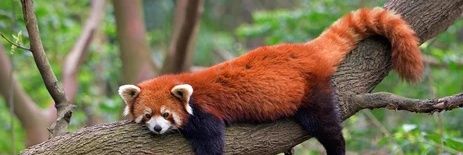adultharibobear's profile banner image