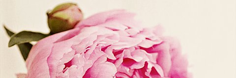 Oribby's profile banner image