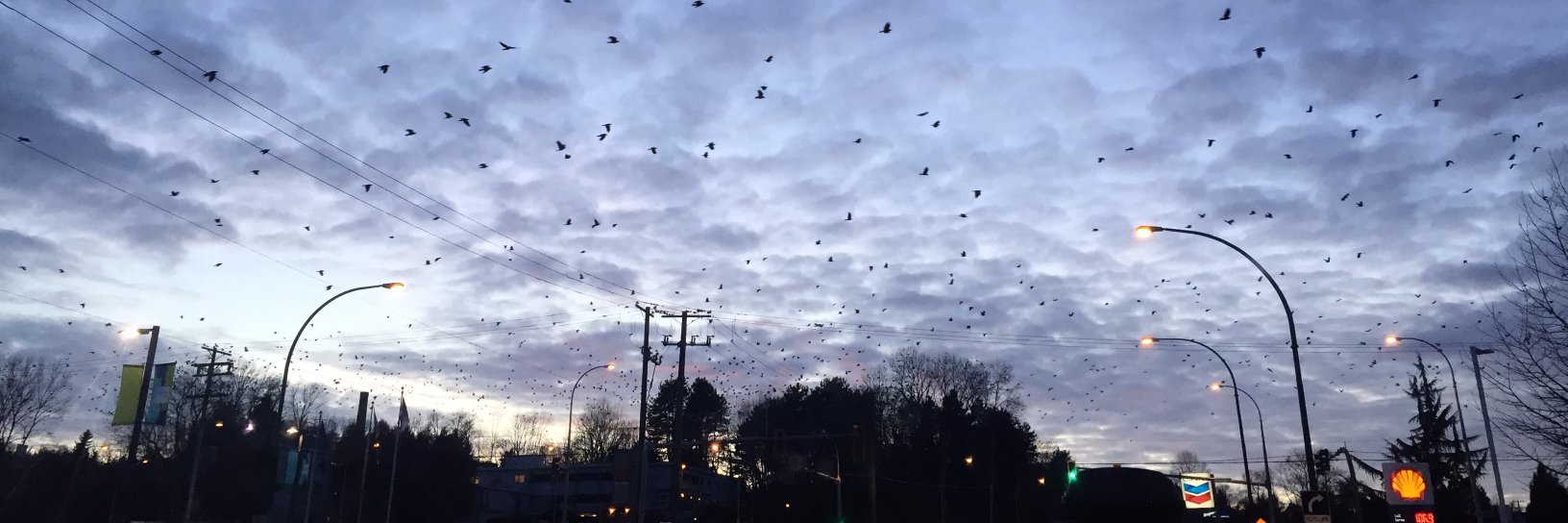 🤖 @bashfulrobot@hachyderm.io banner