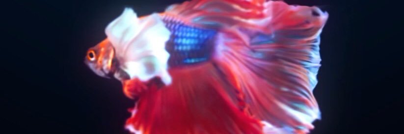 24Korab's profile banner image