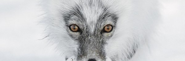 sno2019 Profile Banner