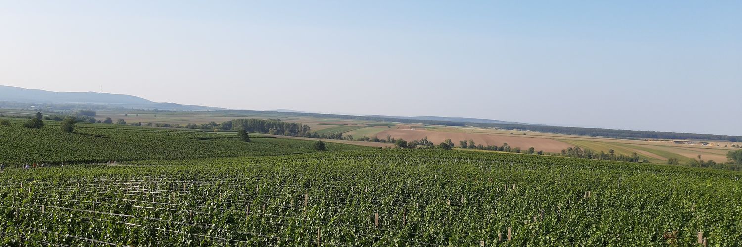 nikabazie's profile banner image