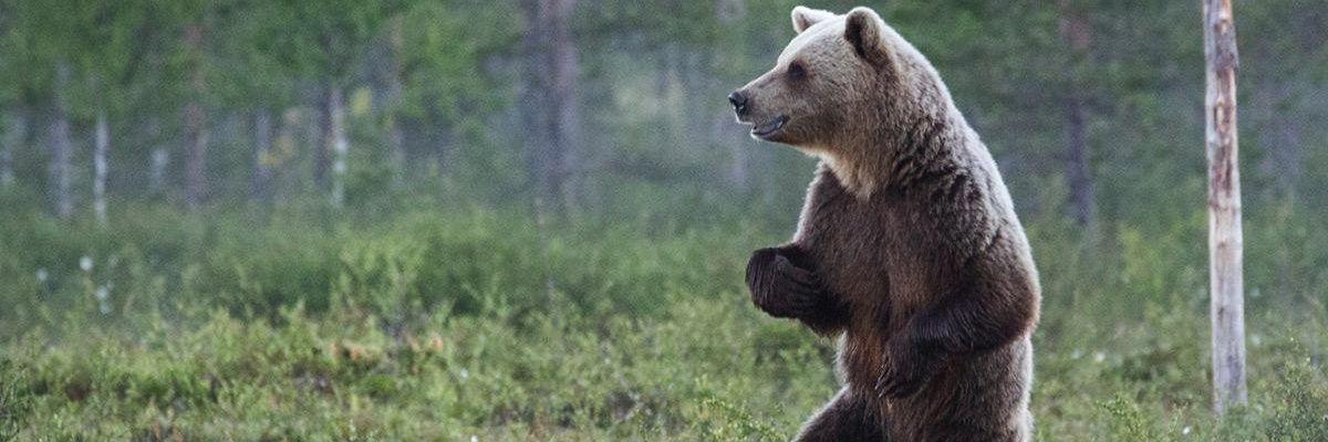 Sneaky_Bear banner