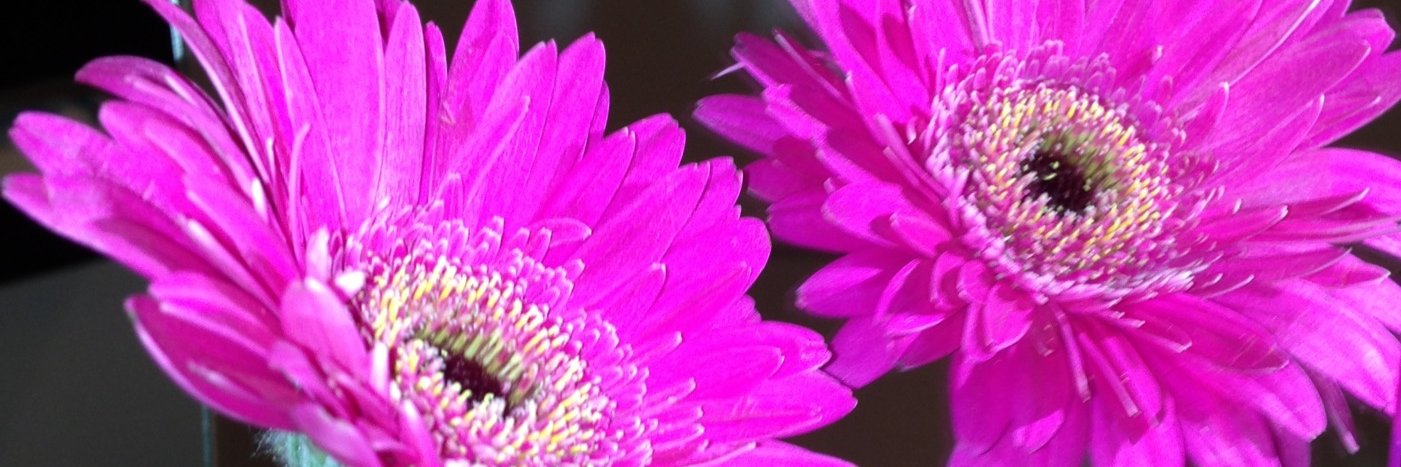 SallyStap's profile banner image