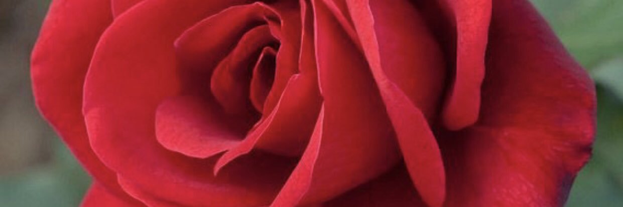 _champagnechula's profile banner image