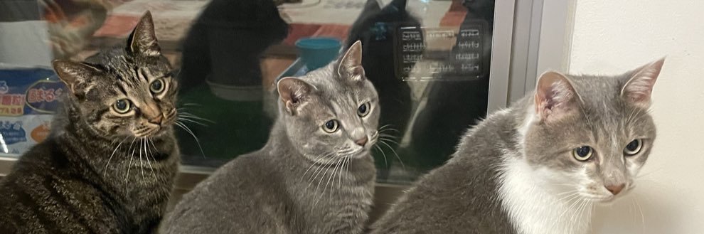 ササキオーモリ banner