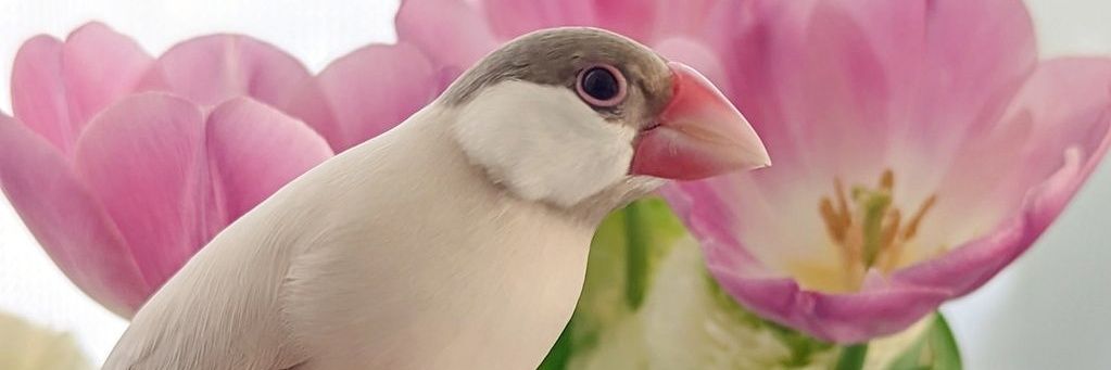あいかわ banner