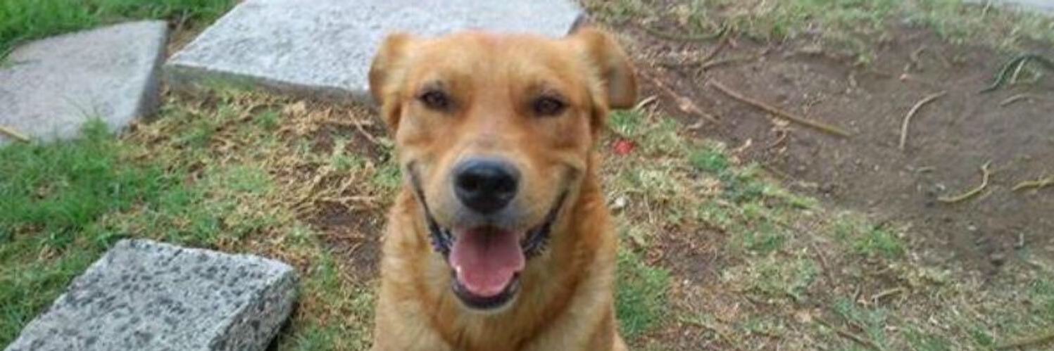 Gente por la Defensa Animal (GEPDA) banner