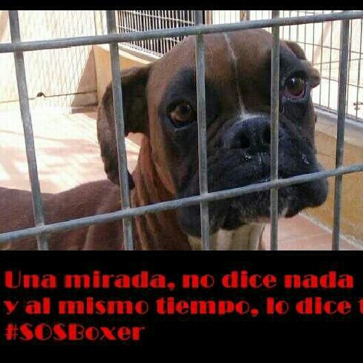 SOSBoxer_es's profile banner image