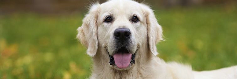 DogsAtNoon's profile banner image