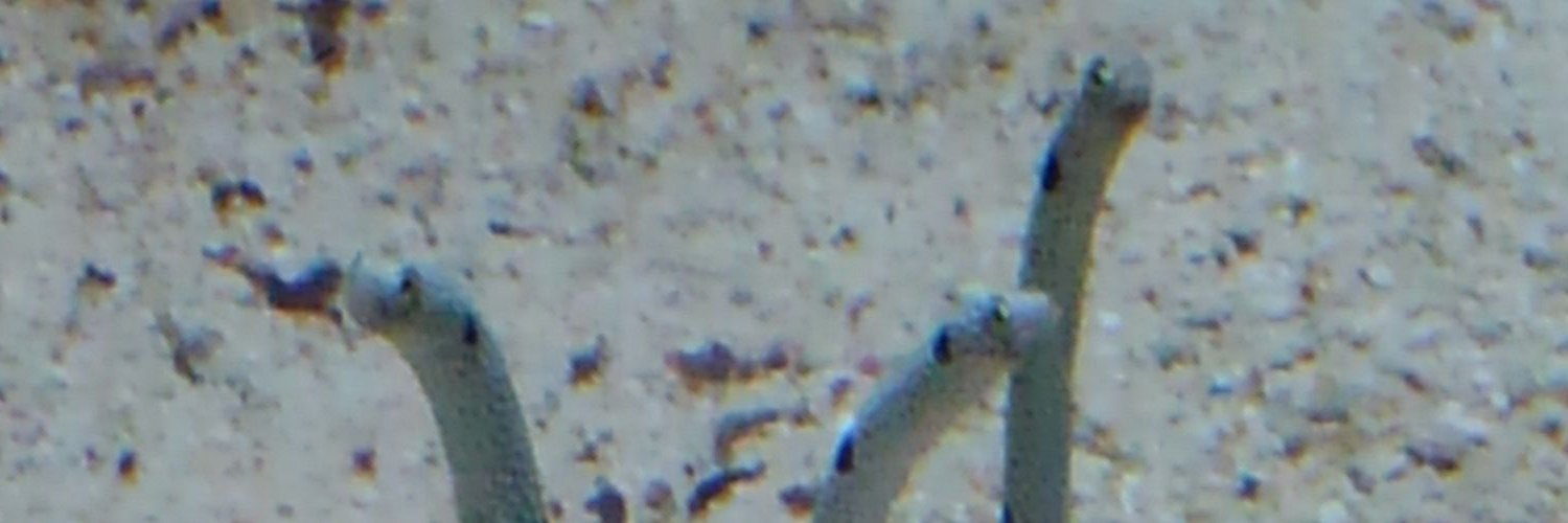 kassisu00's profile banner image