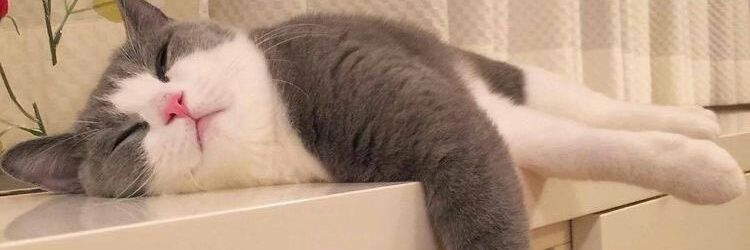 Def●🐈● banner