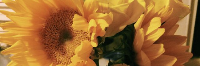 irisasucenar's profile banner image