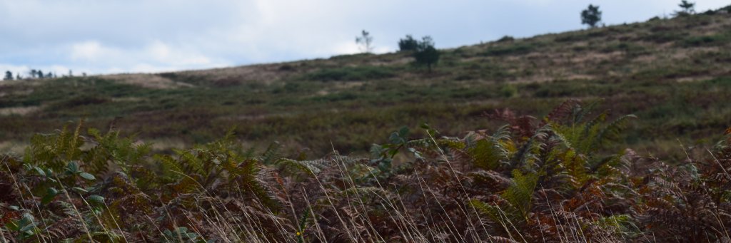 ivancelas01's profile banner image