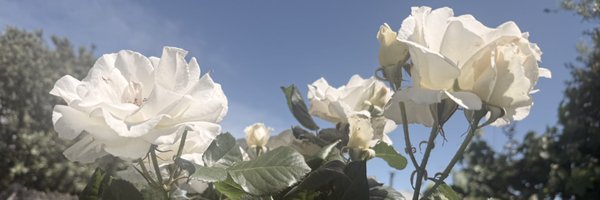 THEchiQ Profile Banner