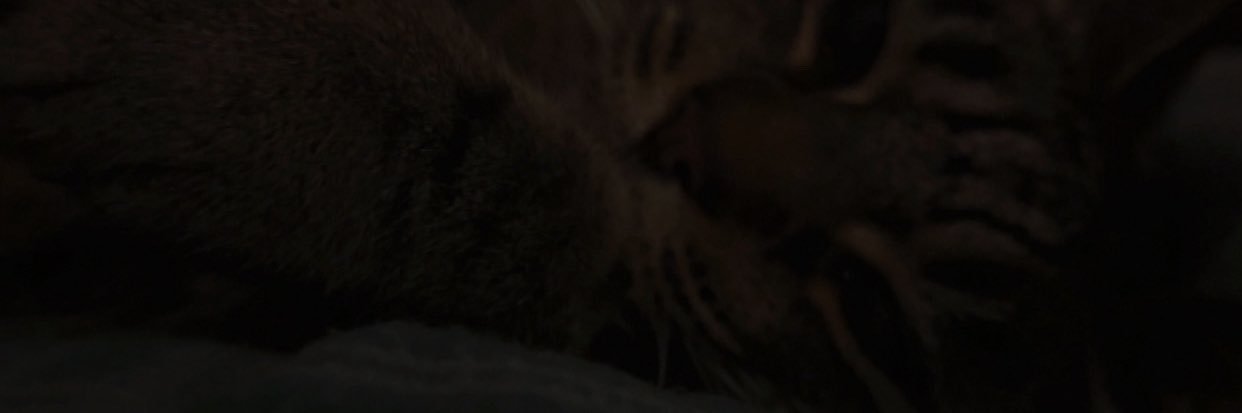 whoasher's profile banner image