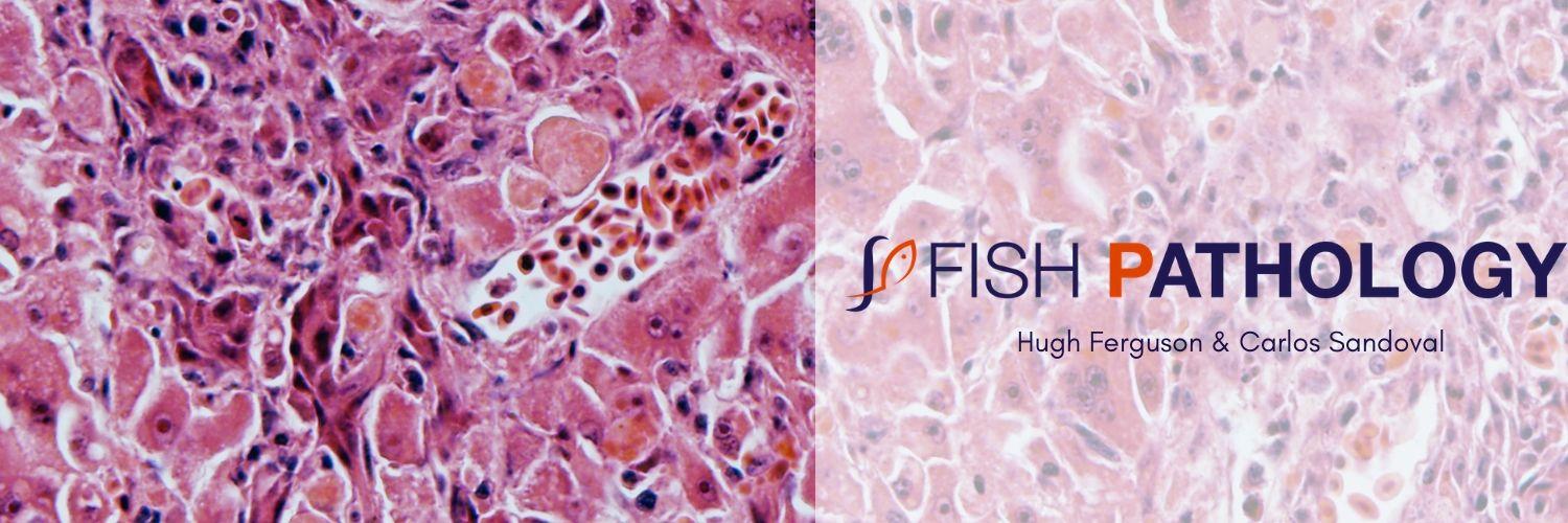 PathologyFish's profile banner image