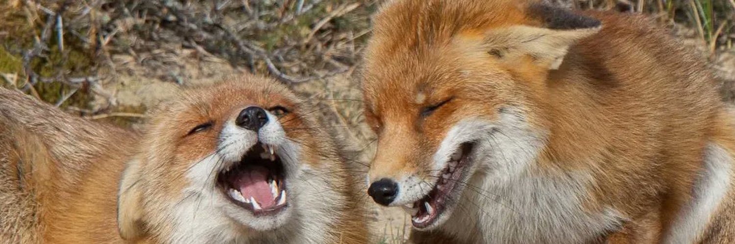 HazelFox🏳️‍⚧️🦊 banner