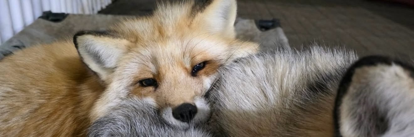 HazelnutFox🦊🏳️‍⚧️ banner