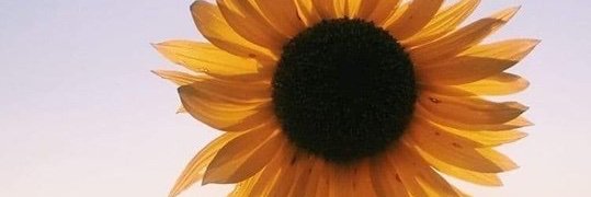 Jennsilly's profile banner image