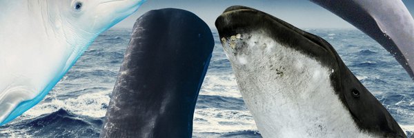 Fesscentury Profile Banner