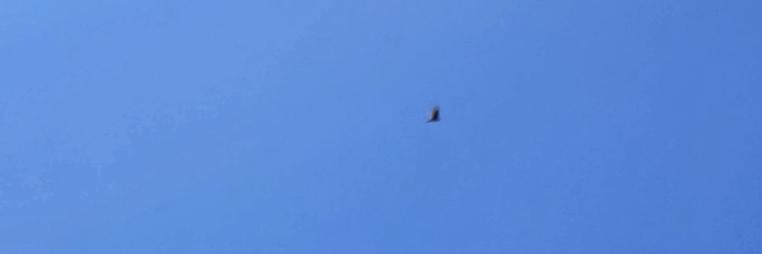 Refried banner