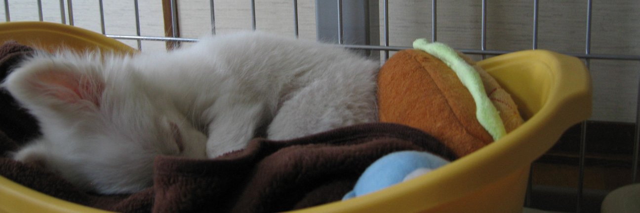 ブルーデイジー banner