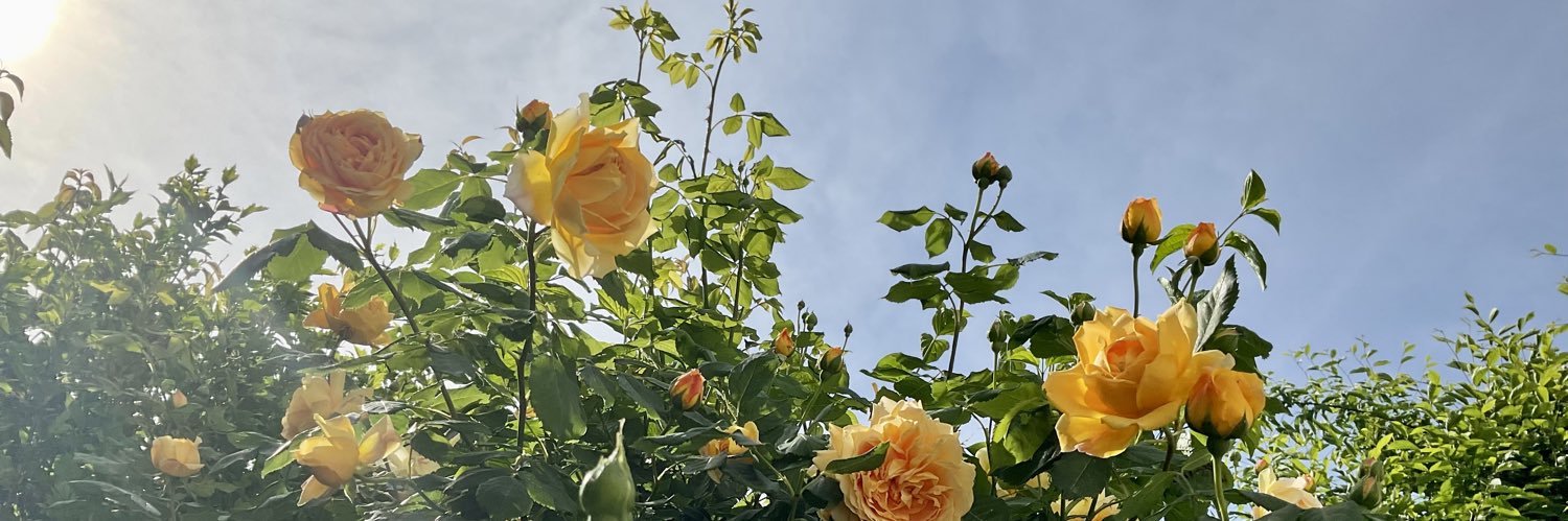 rosazehen's profile banner image