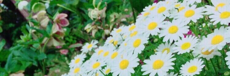 pippitopippi's profile banner image