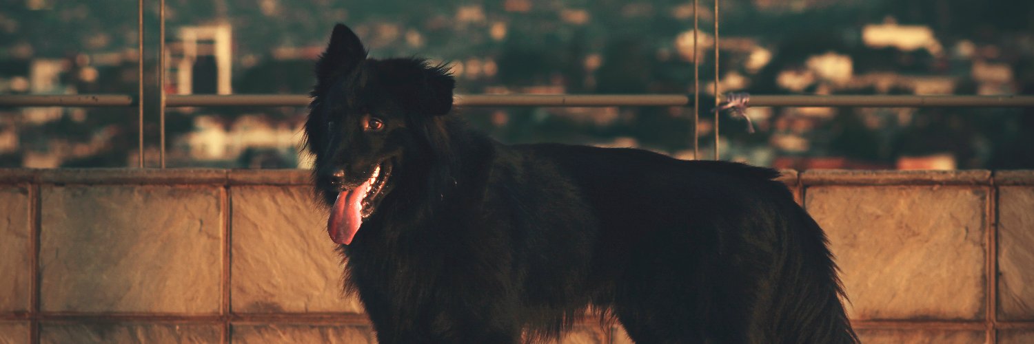 Cadejosc's profile banner image