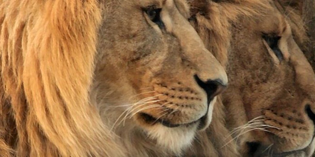 Gordon Cozier banner