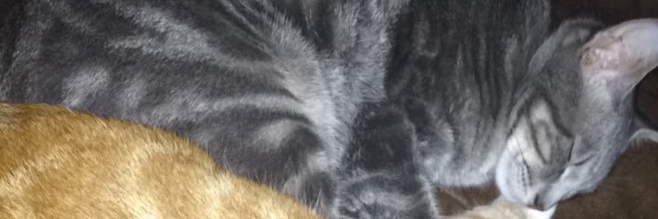 kingmvrci's profile banner image