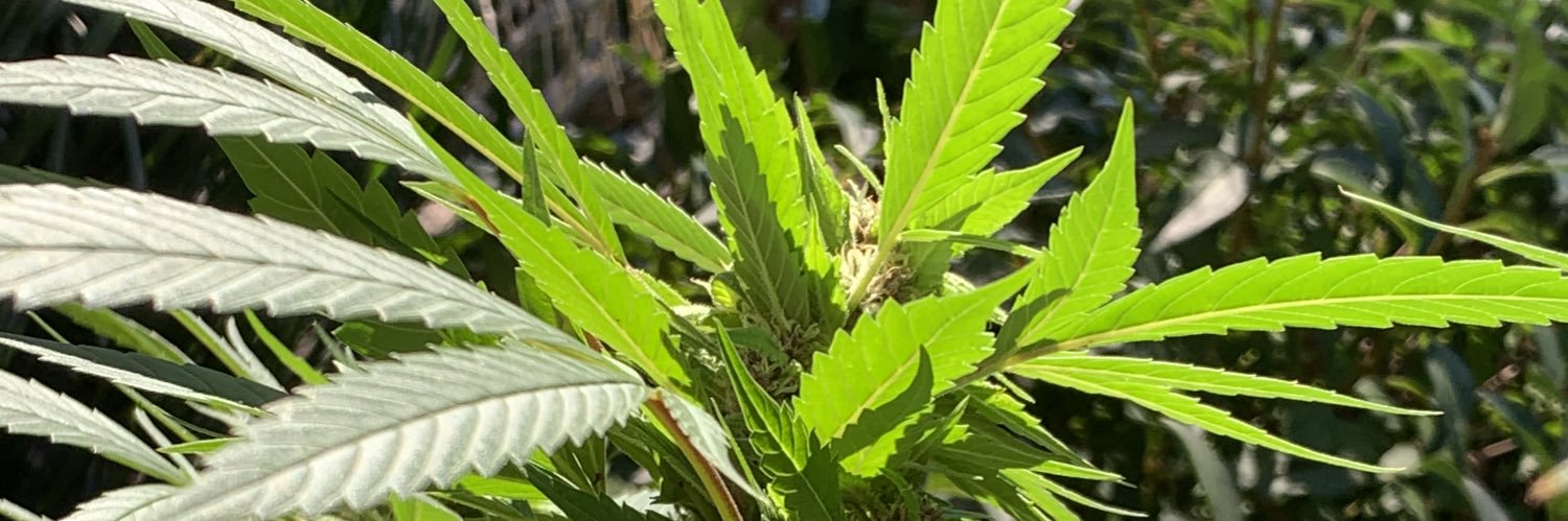 LAHIOH KAWEKA banner