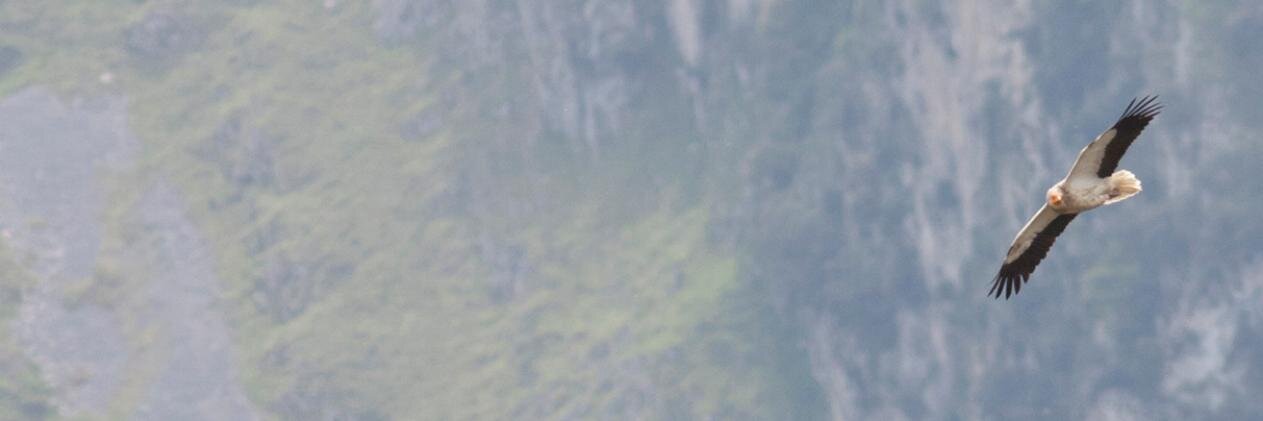 Birding Spain banner