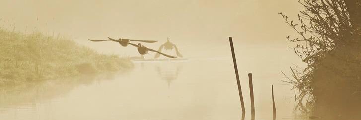 Erfelijke CAA banner