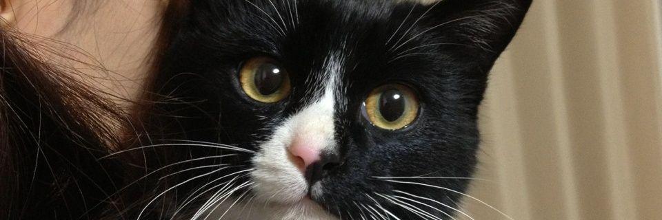 NIRA_Girl's profile banner image