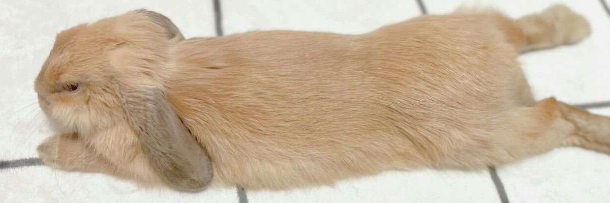 lin⁷ is seeing bts banner