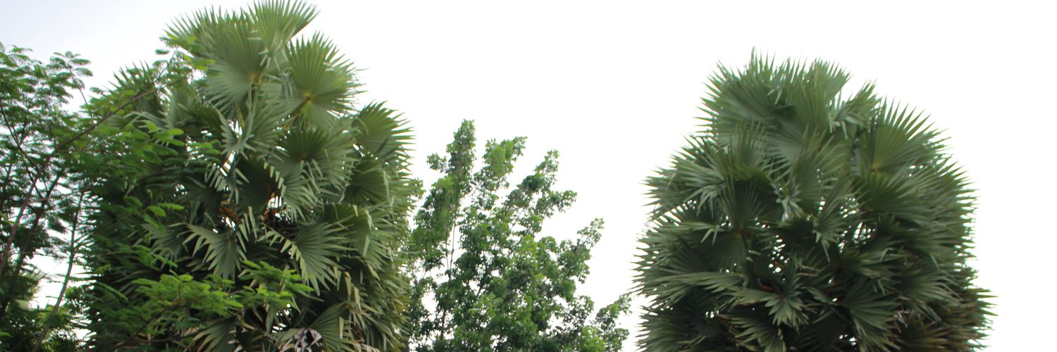 Emilanisti's profile banner image