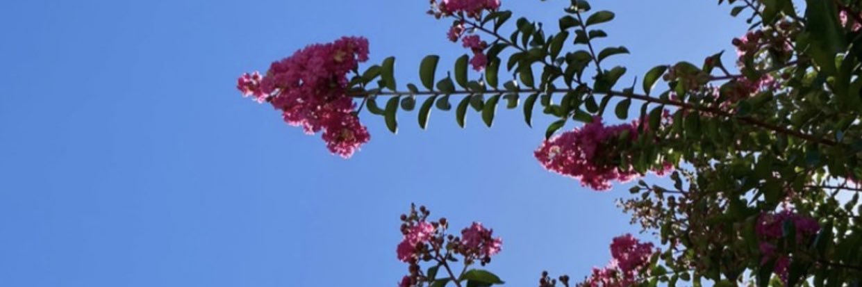 cavallazzimaria's profile banner image