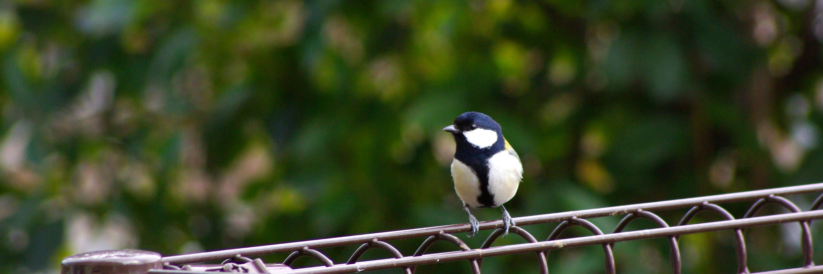 birdersan's profile banner image