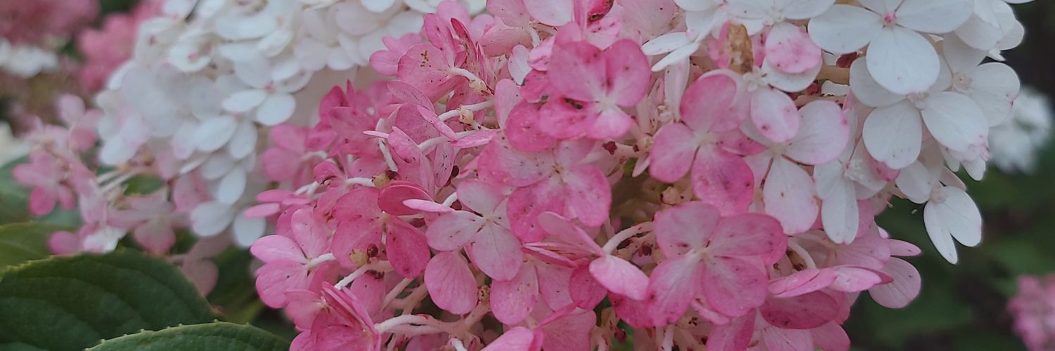 Liene Strazdiņa banner