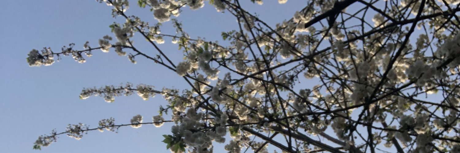 SophFarSoGood's profile banner image