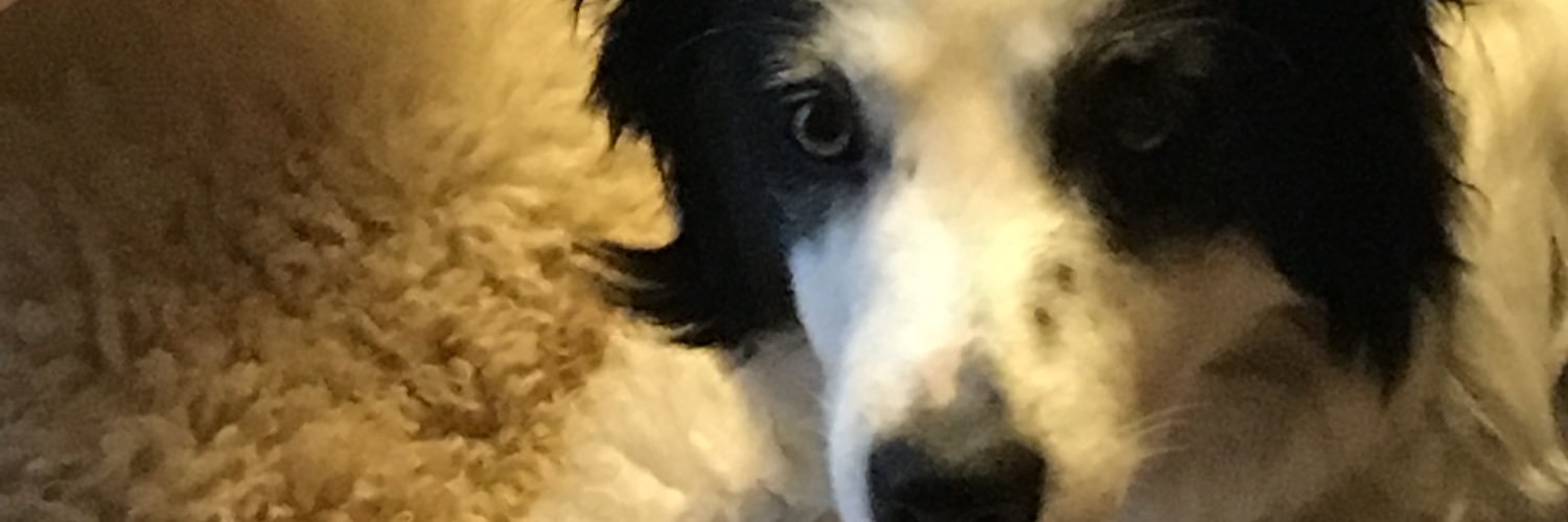 paquitarf's profile banner image