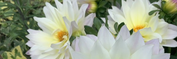 GilbodySarah Profile Banner