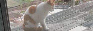 caitsith1234567's profile banner image